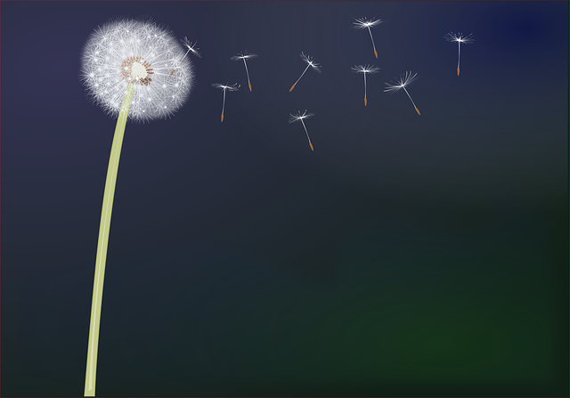 dandelion-2268605_640